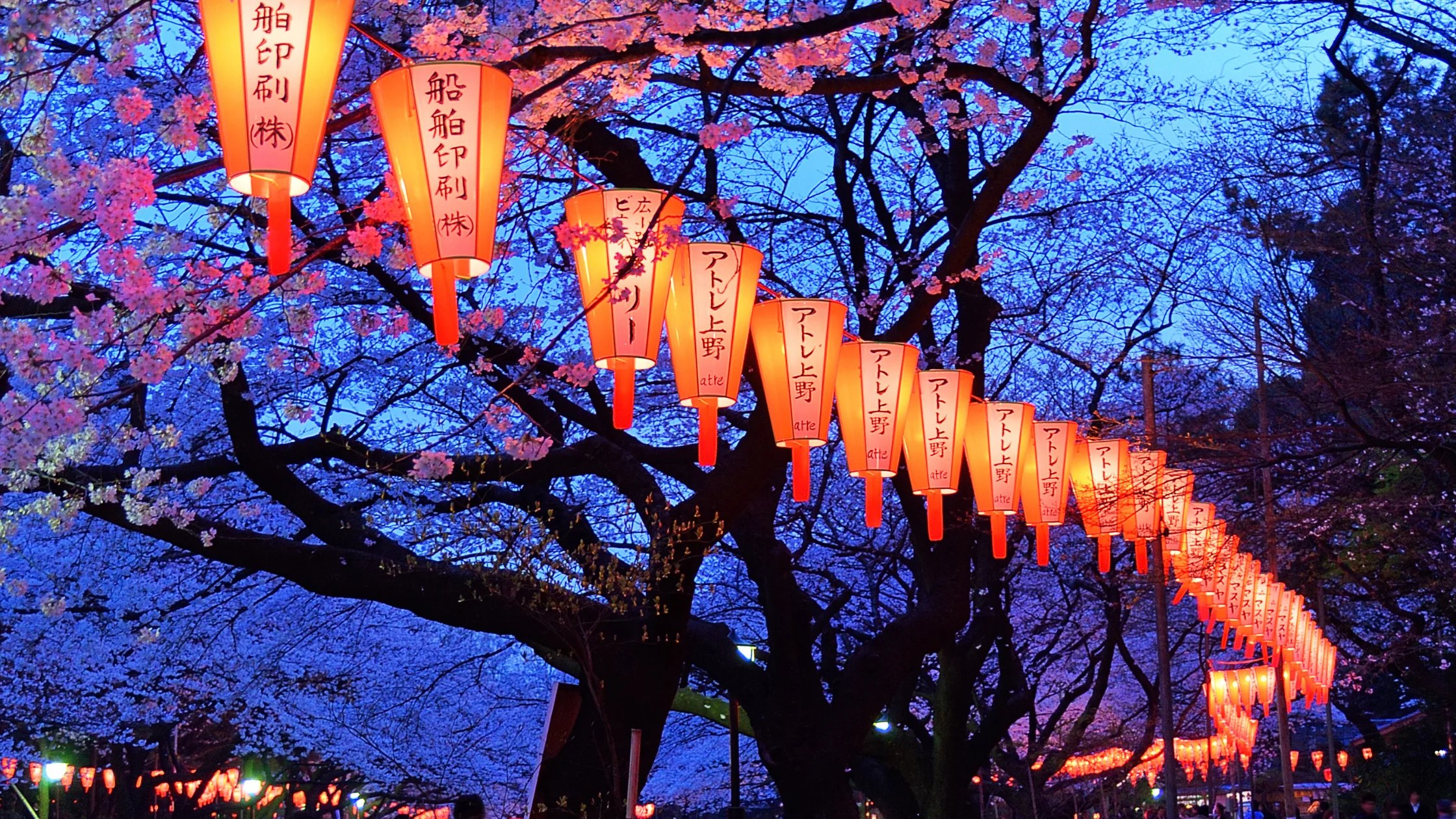 🌸 히이 강 제방 벚나무 가로수길(히이카와테이보우사쿠라나미키) 이미지 8